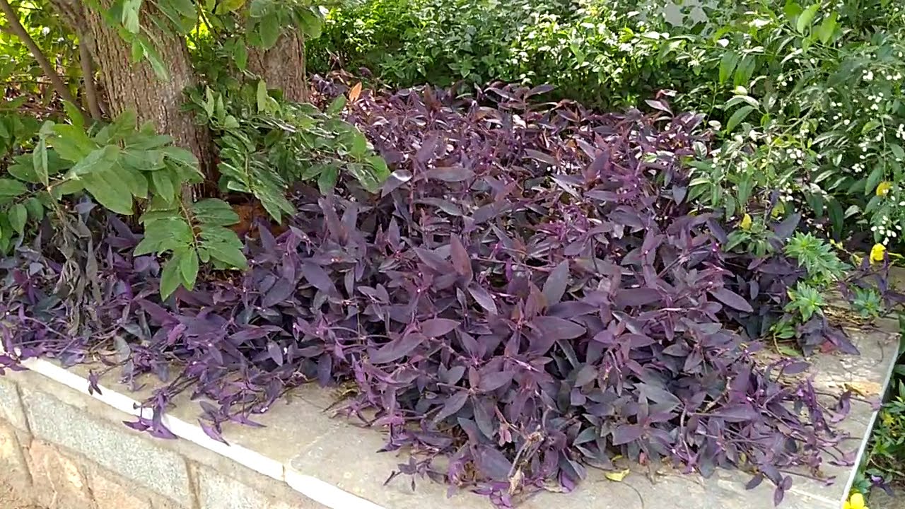 Purple Hearts Plant |Ground cover plants|How Purple heart plant grown as  ground cover for pavements