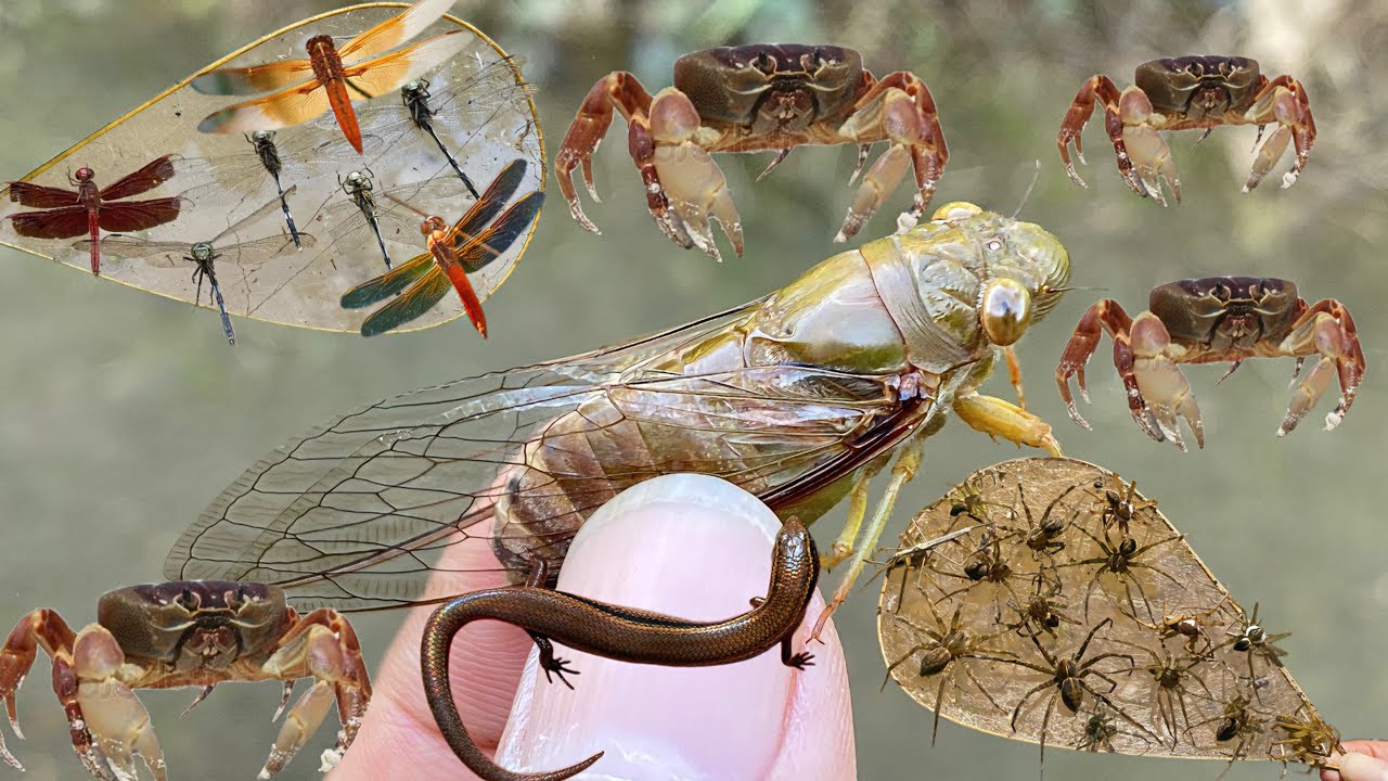 Dragonflies, the Beautiful Flying Birds