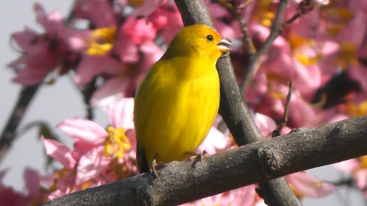 Canto do can&aacute;rio-da-terra (Sicalis flaveola)