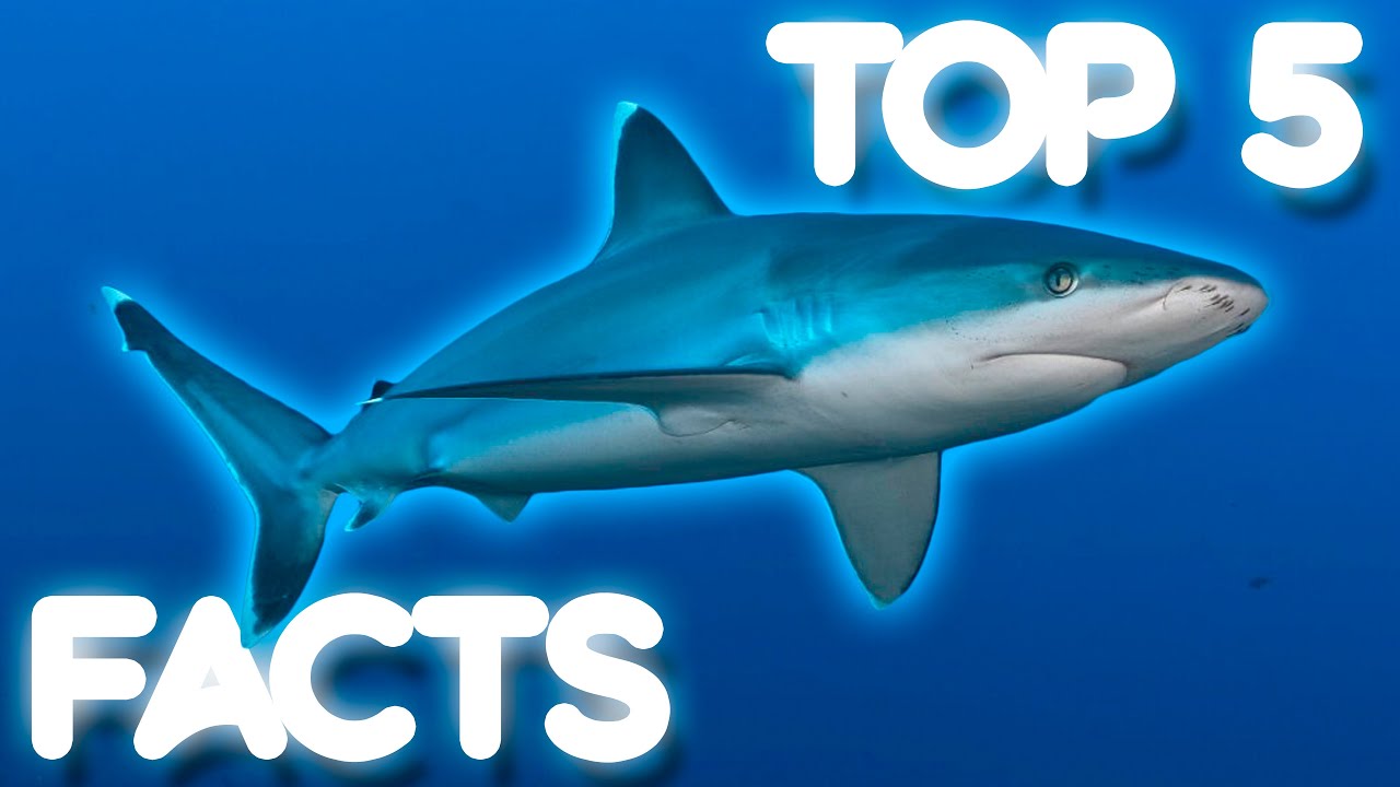 Top 5 Silvertip Shark Facts | Beneath The Blue