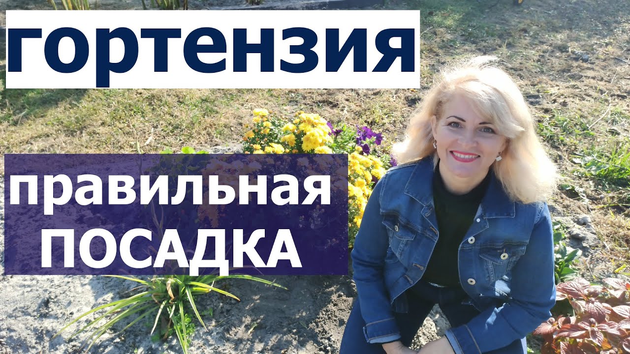 Посадка гортензии весной: пошаговое руководство для пышного цветения и правильного ухода