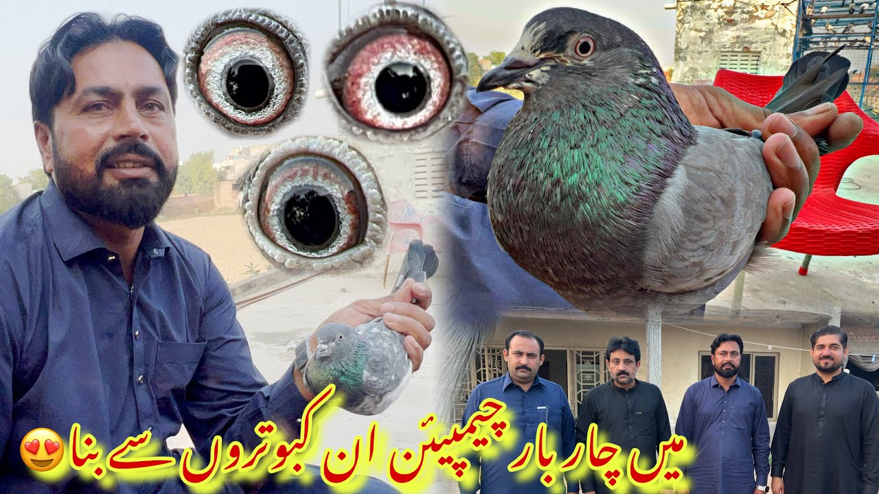 Champion of raiwind hafiz mian Asim k champion kabotaro ka shok 😍