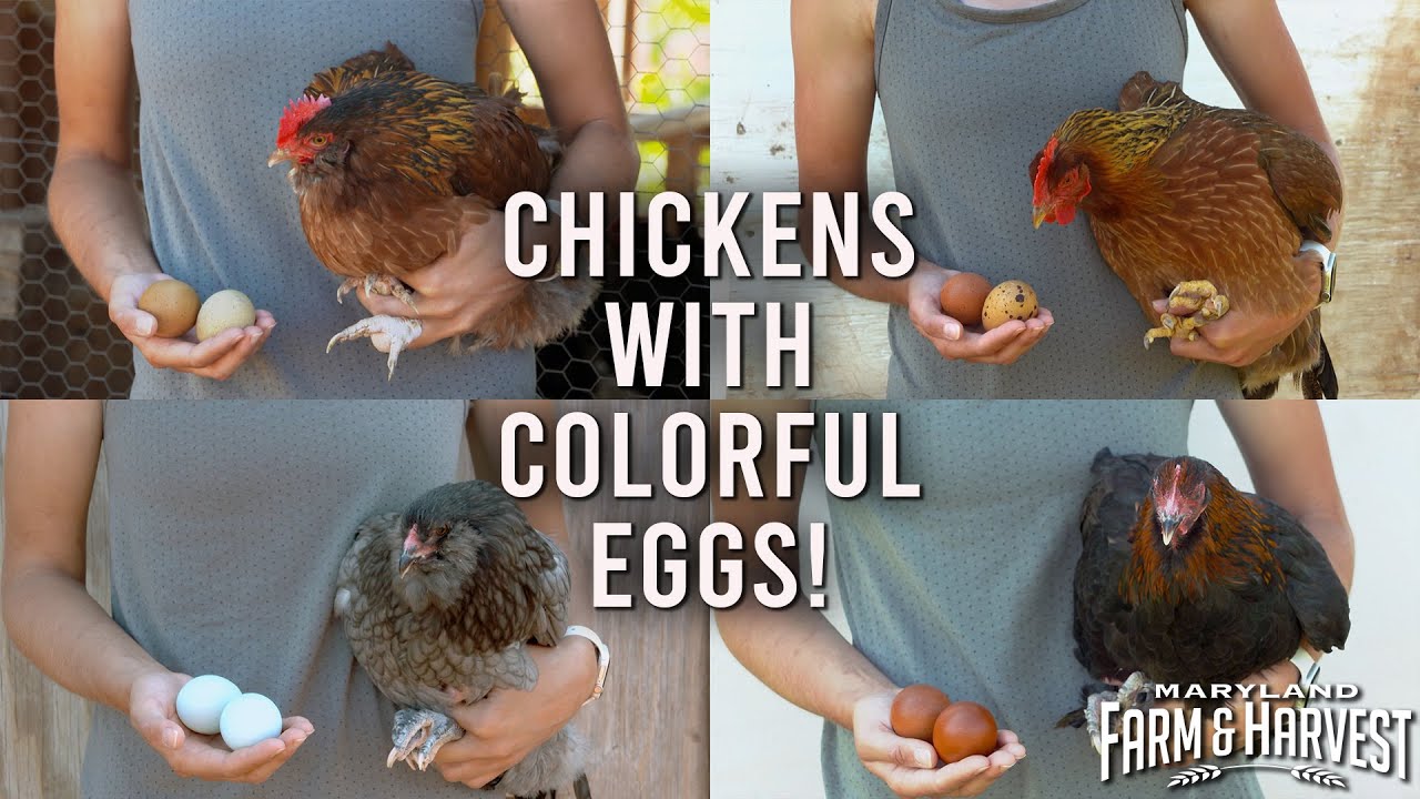 Farmers Breed Chickens with Colorful Eggs! | Maryland Farm & Harvest