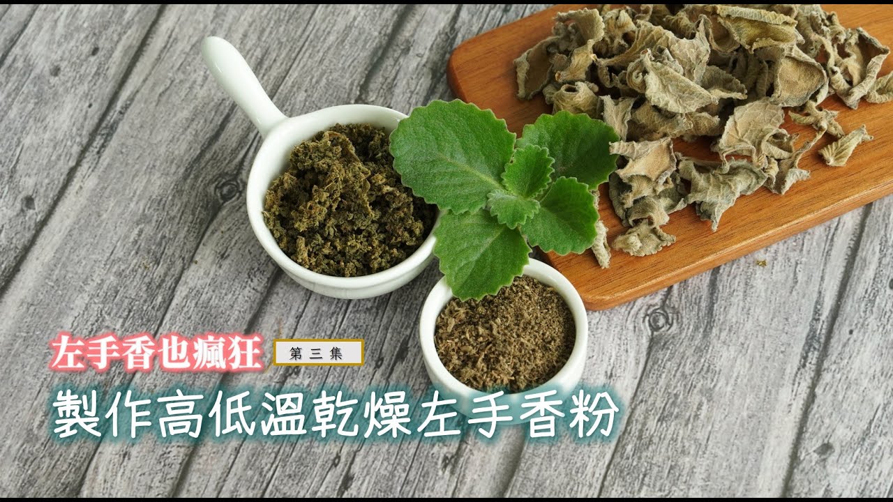 💖製作高溫、低溫左手香粉🌿【左手香也瘋狂系列】第3集，製作左手香萃取油之前必備的步驟，千萬不能省略喔~Making dehydrated Indian borage
