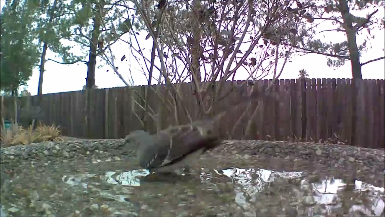 Northern Mockingbird At Wild Birds Unlimited Evans Bird Bath - December 2022
