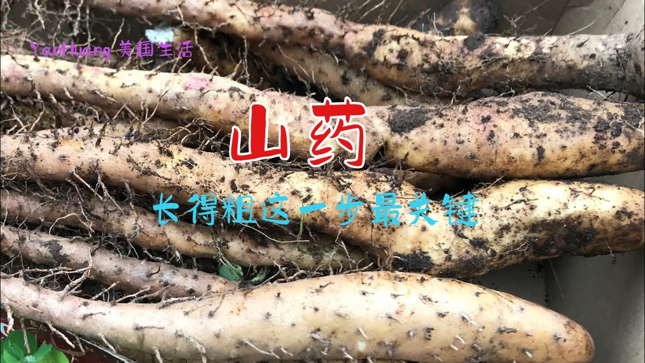 山药长得粗这一步最关键 #￼ 铁棍山药追肥 # 美国Oregon （俄勒冈州）后院种植分享 # 日常生活点滴https://youtube.com/@yanhuang6825