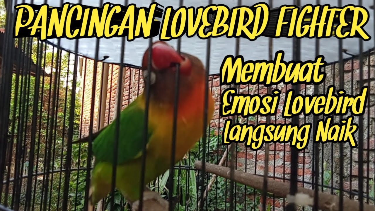 PANCINGAN LOVEBIRD FIGHTER PALING DICARI FULL EMOSI