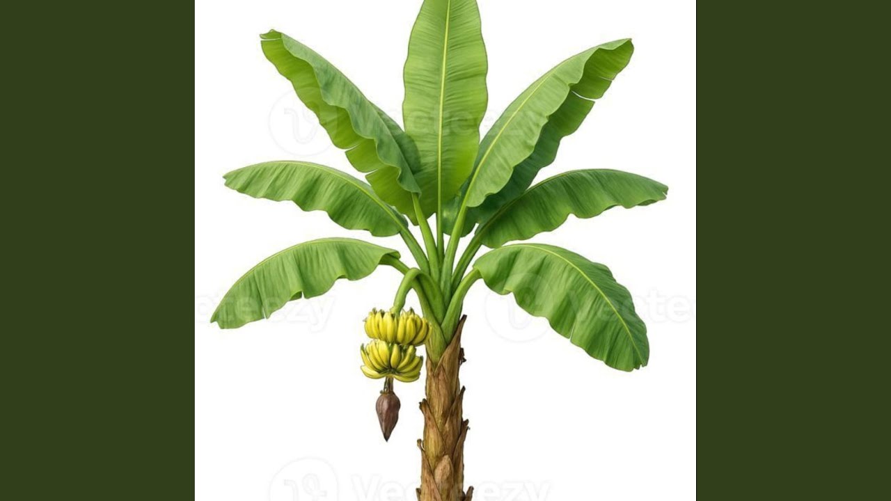 PANDILLA TROPICAL (LOS APIACHOS)