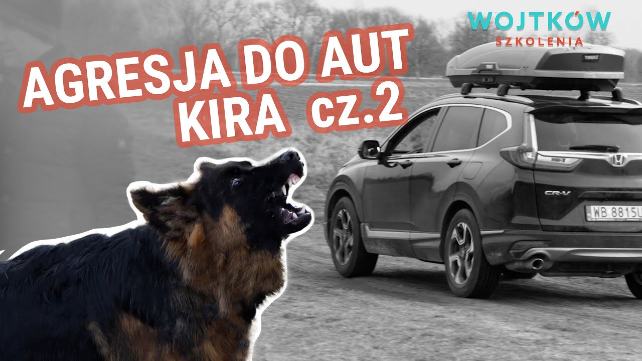 Mój pies się rzuca - Agresja psa do aut. Kiedy używać harmonizacji a kiedy podjąć decyzję za psa?