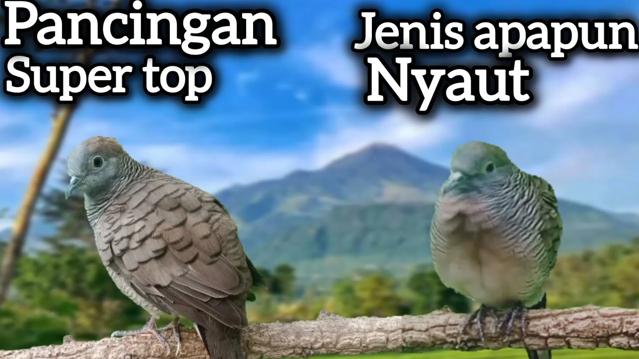 SUPER TOP‼️ PANCINGAN PALING AMPUH MALAS BUNYI LANGSUNG JEBOL. 