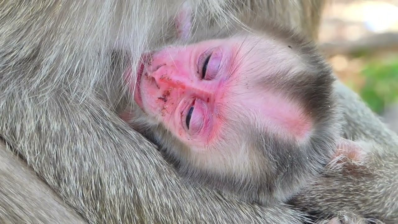 A Loving Mother Monkey Caring for Her Newborn Baby