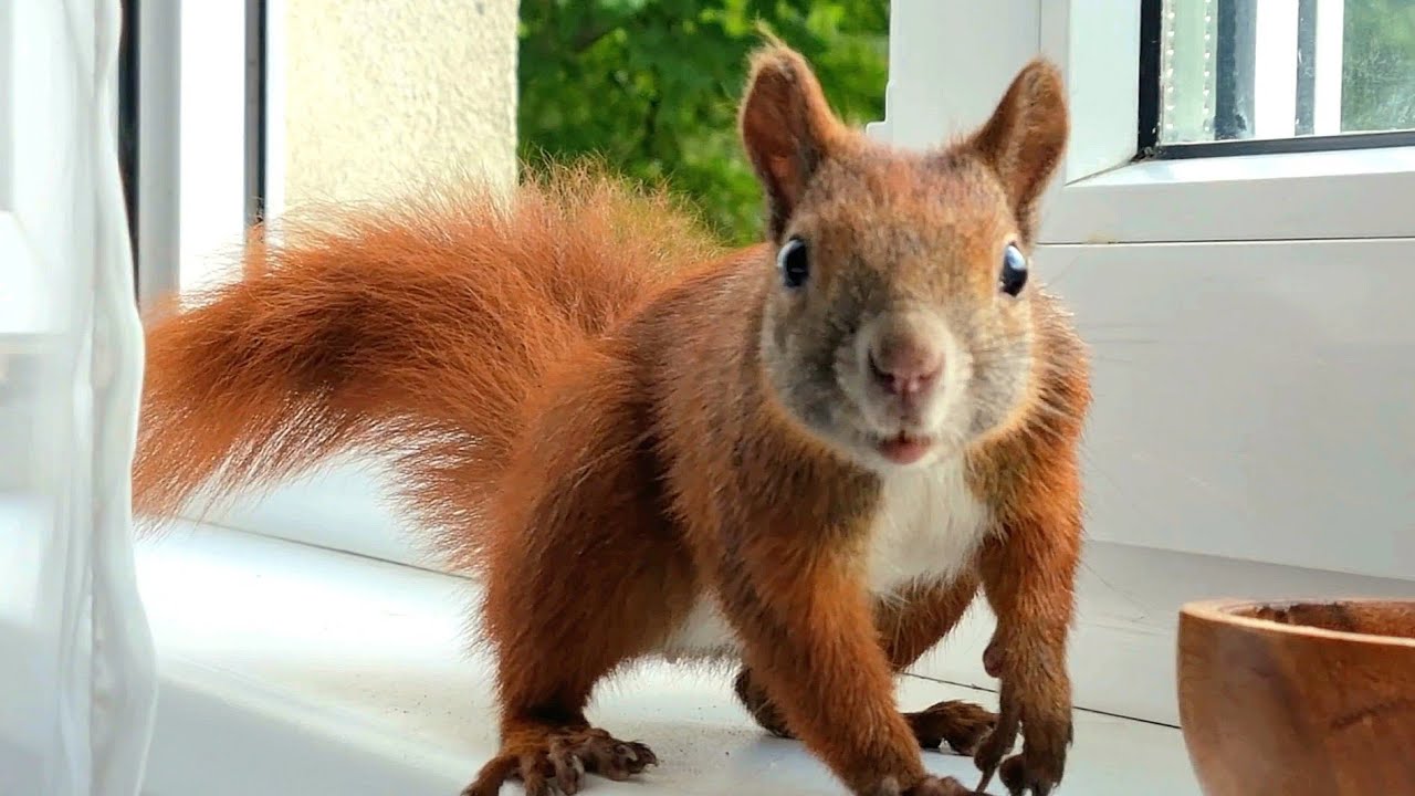 Cutest Funny Squirrel Waves His Tail At My Window