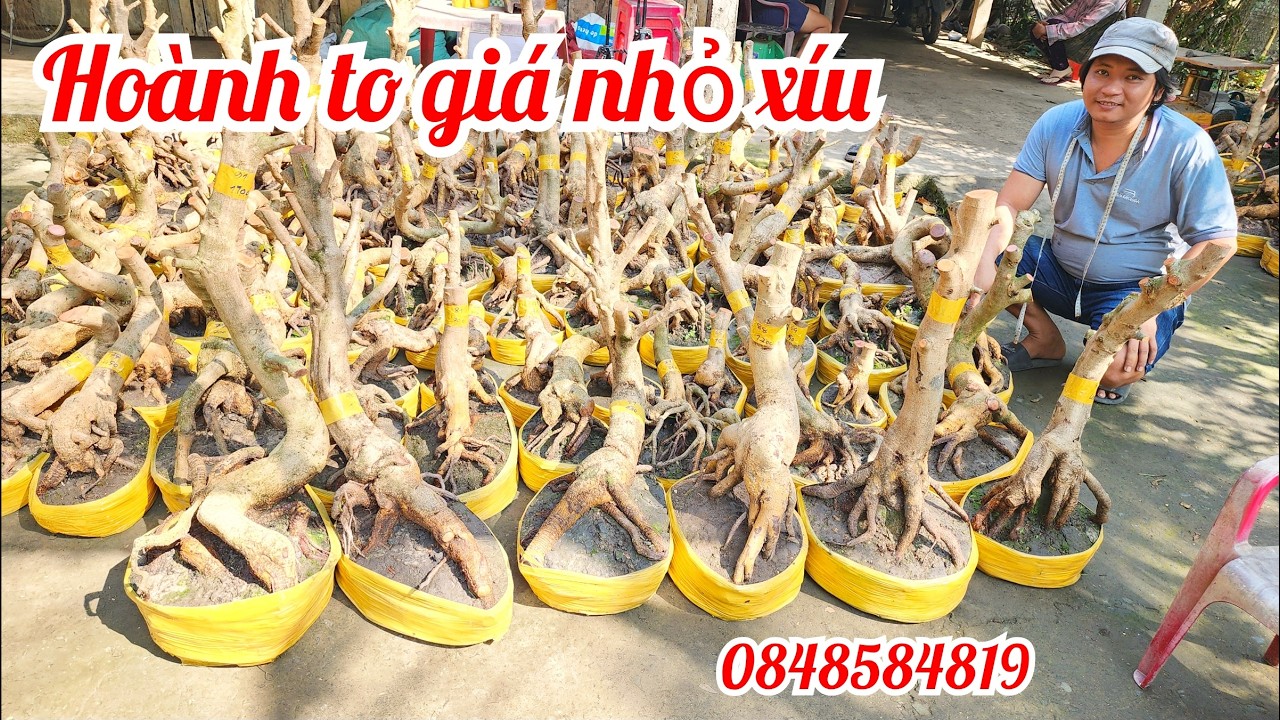 20/1 A Tú 0848584819 gl lô phôi mai giảo bonsai hoành to đẹp giá nhỏ |MaivàngThanhTâm