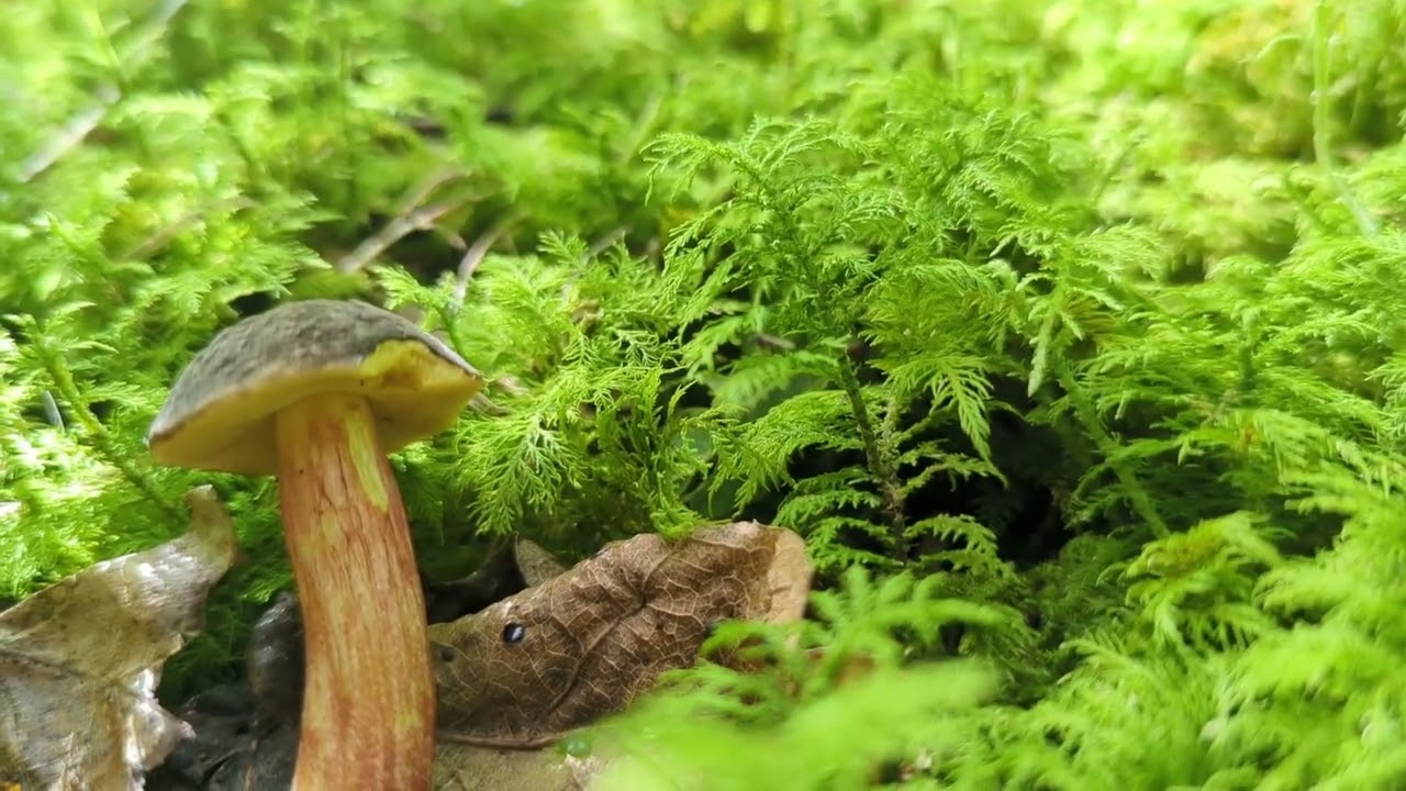 Matt Bolete - Foraging Mushrooms UK (Xerocomellus pruinatus)