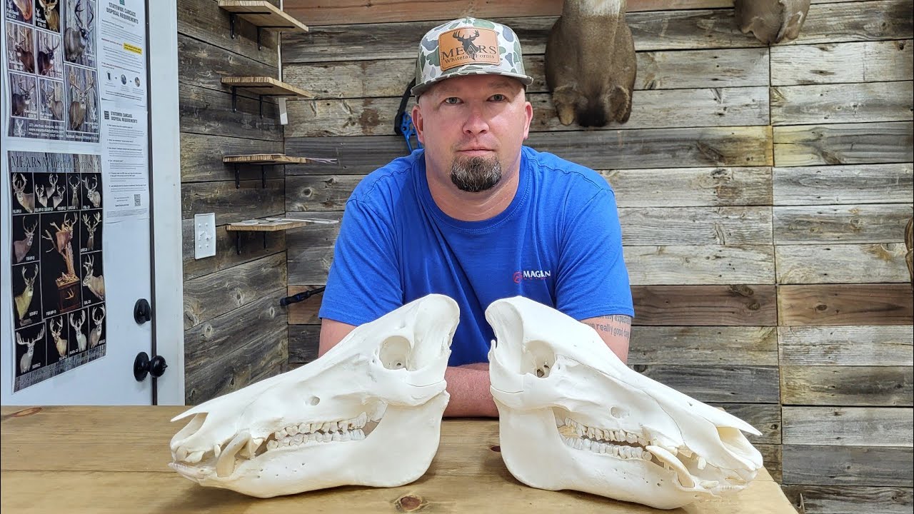 HOW TO Clean a Hog Skull - NO Grease