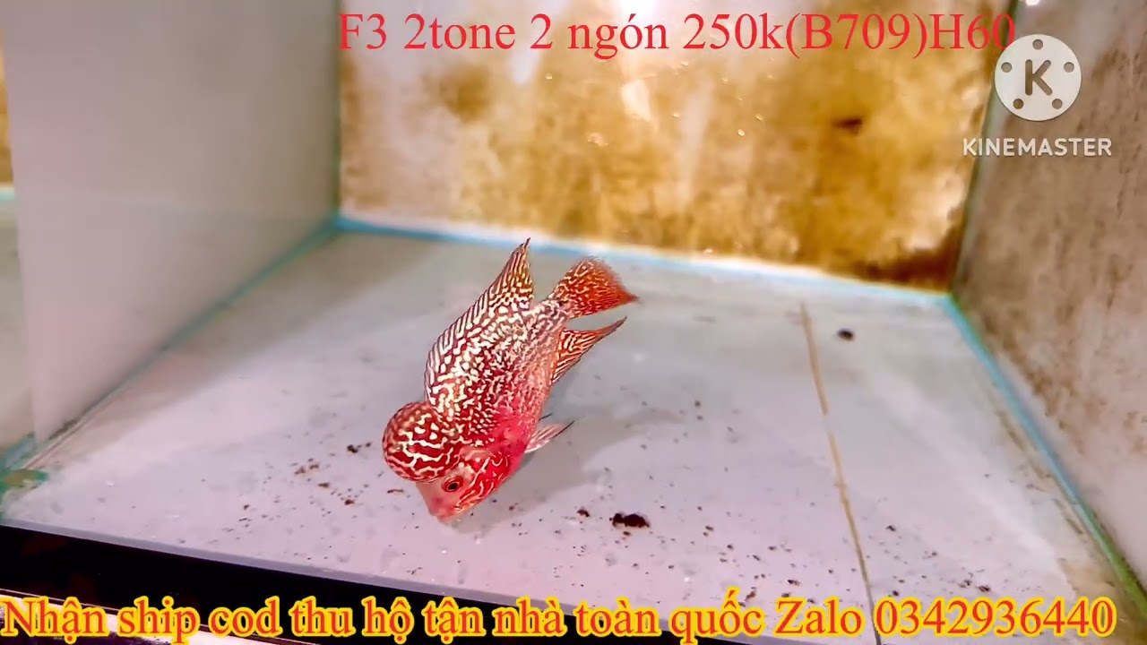 06/1/2026 báo giá lô cá hiện tại của shop Zalo 0342936440 la hán Tân Phạm 
