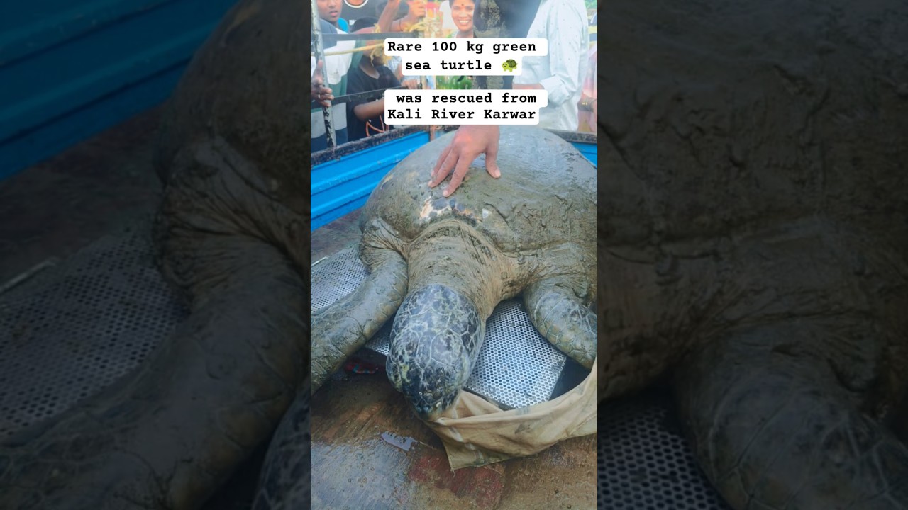 Rare turtle 🐢 was rescued in Karwar 💯#shorts #viral #turtlerescue #karwar #news