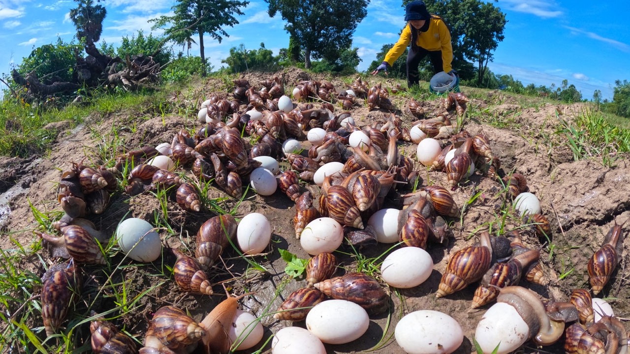 The Ultimate Snail Harvest: Thousands of Snails and Giant Eggs
