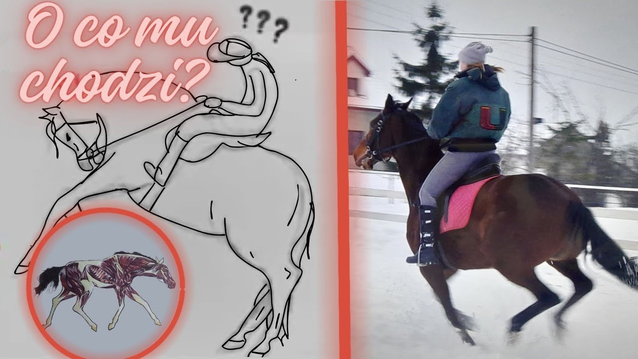DZIWNE 👀zachowania ⚡ KONI 🦓🦄🐎 Brykanie, ponoszenie i inne 