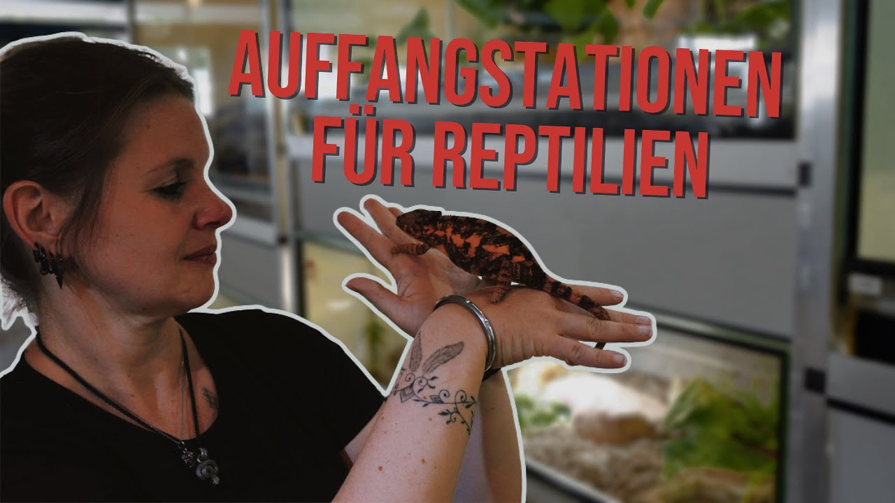 Dragon Shelter: So funktioniert Tierschutz für Reptilien