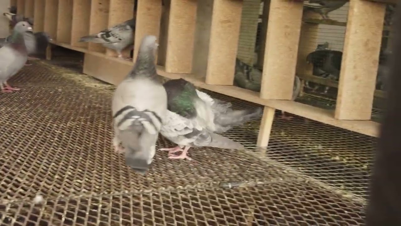 Harboi Mountains One Loft Race Balochistan | Racing Pigeon | Racer Kabutar