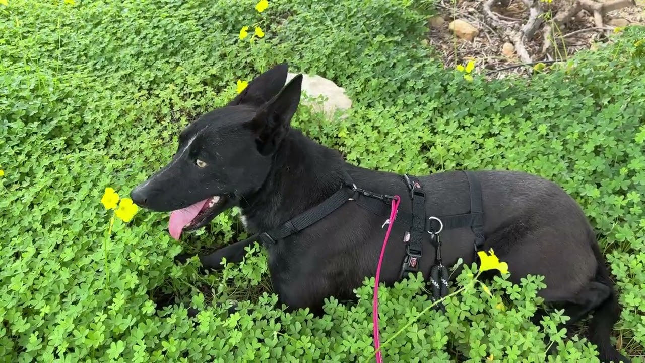 Good news 😍 First walk today for River, the very scared and depressed boy - Takis Shelter