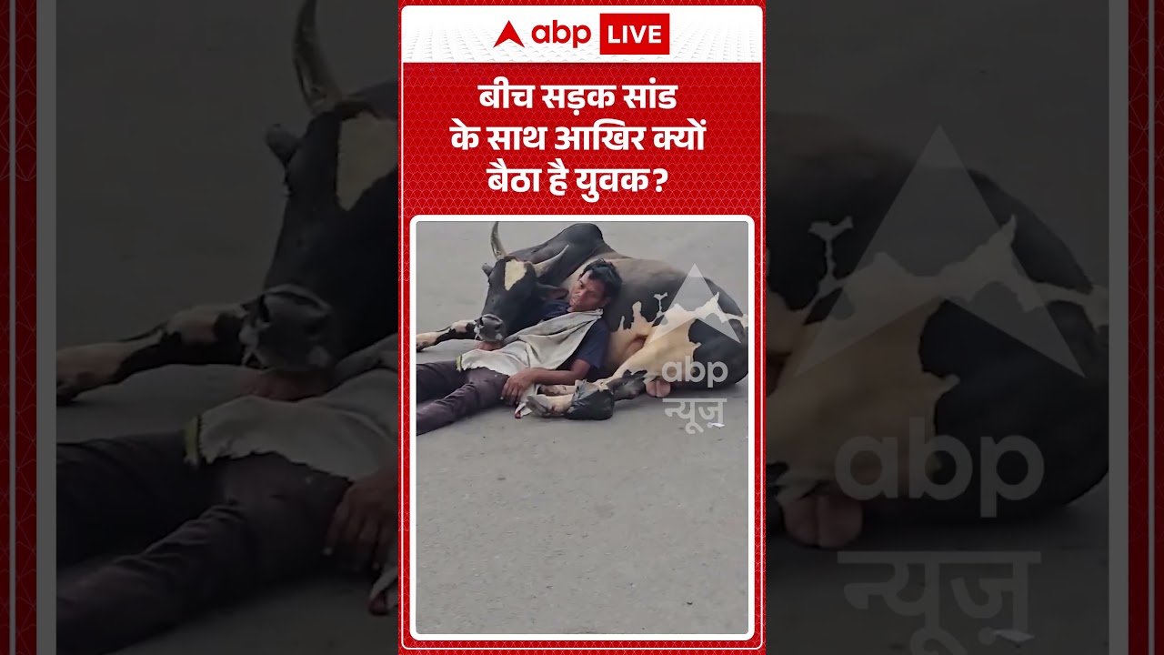 Viral News : बीच सड़क सांड के साथ आखिर क्यों बैठा है युवक | #viral #drunkman #bull #breakingnews