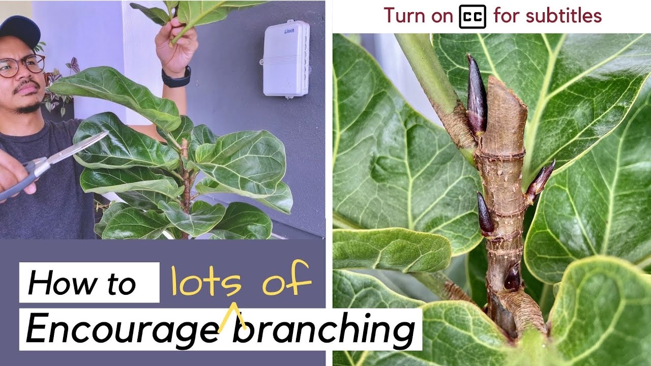 How to create multiple branches for your fiddle leaf fig (ficus lyrata)