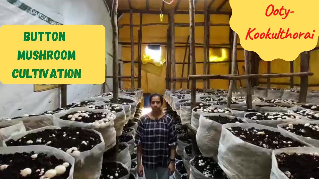 Button Mushroom Cultivation in Ooty-Kookulthorai@Saranya Sudhagar | Growing Button Mushrooms