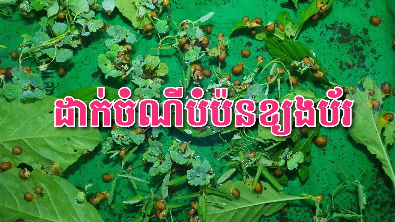ដាក់ចំណីបំប៉នខ្យងប័រ #ខ្យងប័រ #snails 