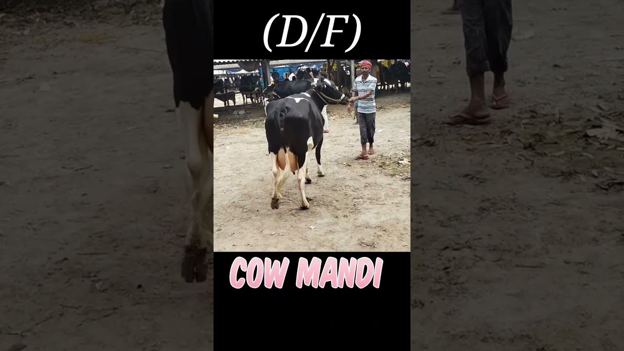Dairy Farm Idea #dairyfarmidea #hfcow #animal #biharpashumandi