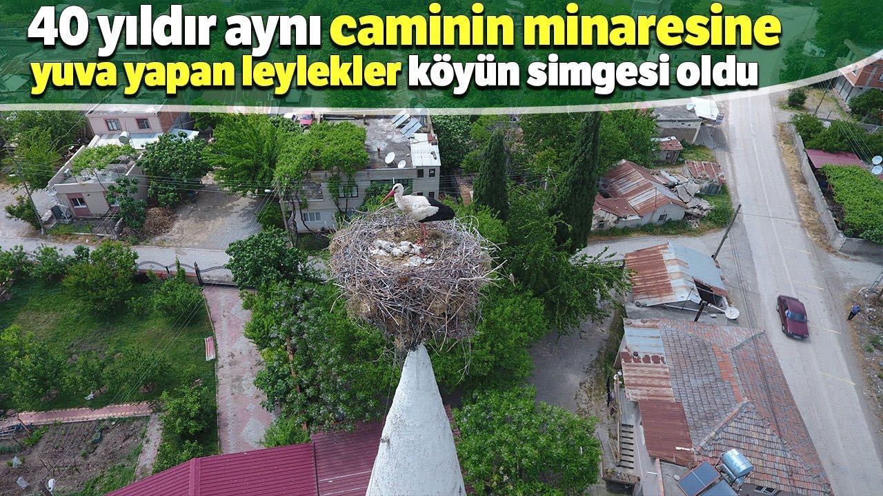 40 Yıldır Aynı Caminin Minaresine Yuva Yapan Leylekler Köyün Simgesi Oldu