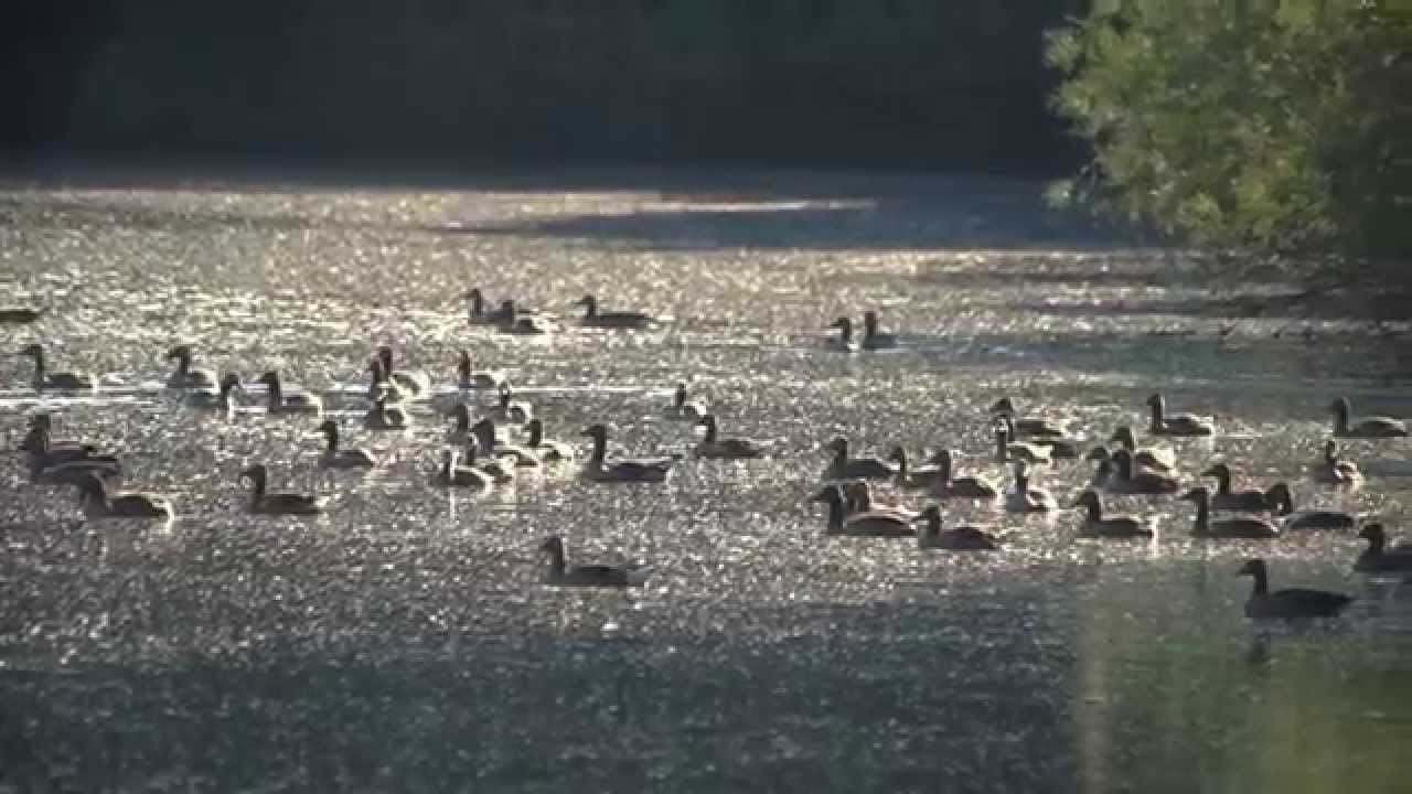 Hundert Graug&auml;nse