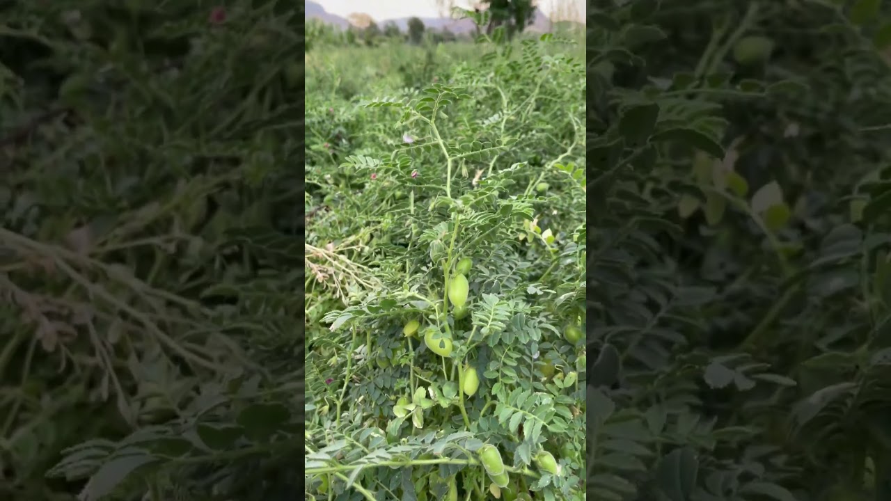 Chana Farm/Ruined due to untimely rain #village #youtubeshorts #shortvideo