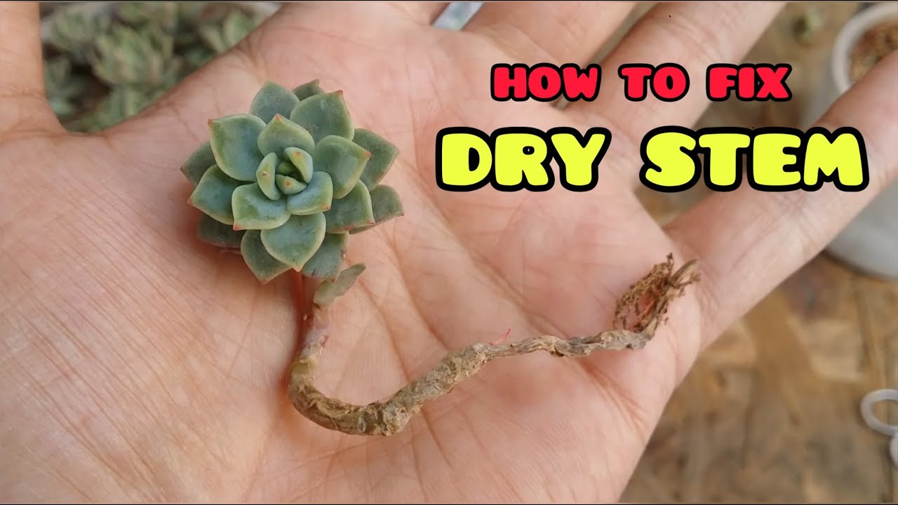 || SUCCULENTS WITH DRY STEM ||
