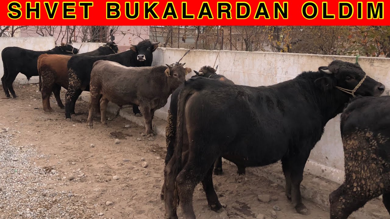 VODIL: Faqat BUKALAR NARXLARI