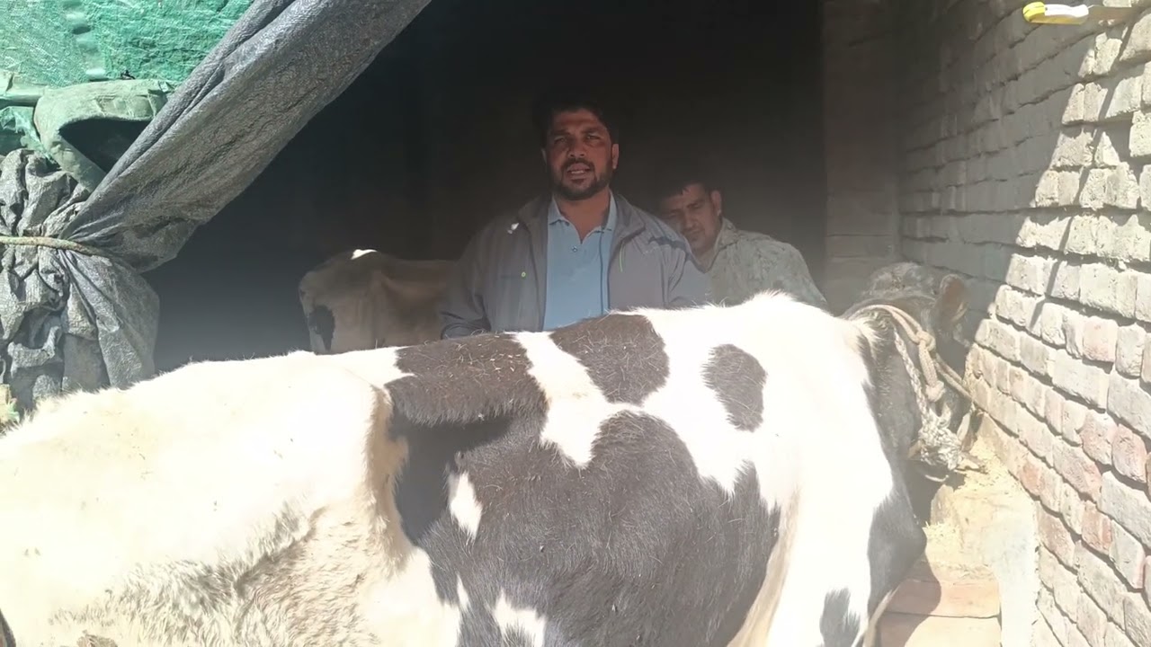 🐄Treatment of thelieriosi in Cow 🐄