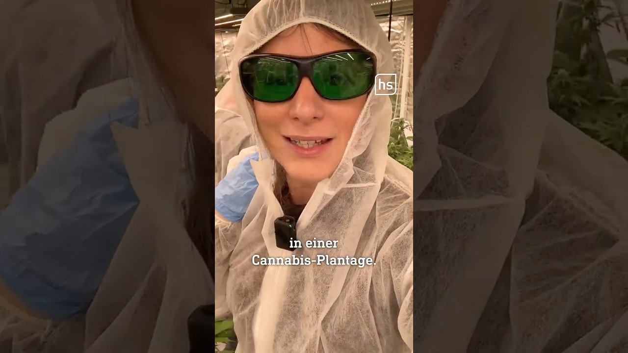 Geheime Cannabis-Plantage in Hessen - so sieht's hier aus #shorts #hessenschau