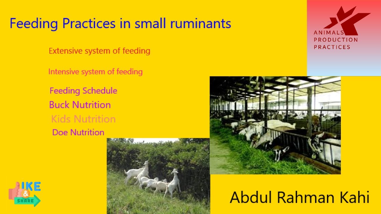 Feeding practices in small ruminants| Goats Nutrition