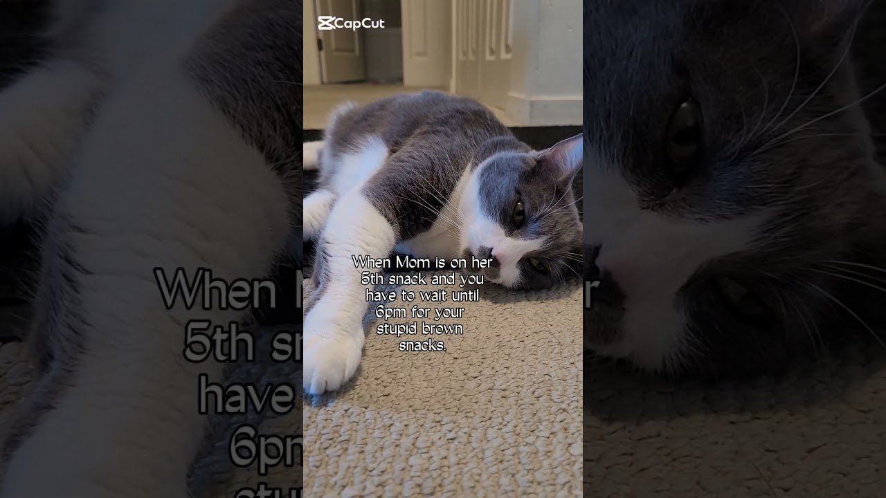 #cat