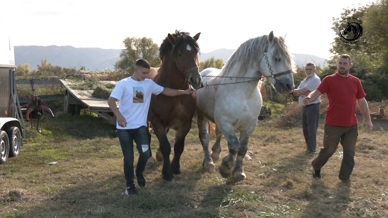 - BORBA ZA TITULU ŠAMPIONA MAKEDONIJE SUTRA U STRUMICI NA RANČU ĐOKANOV -