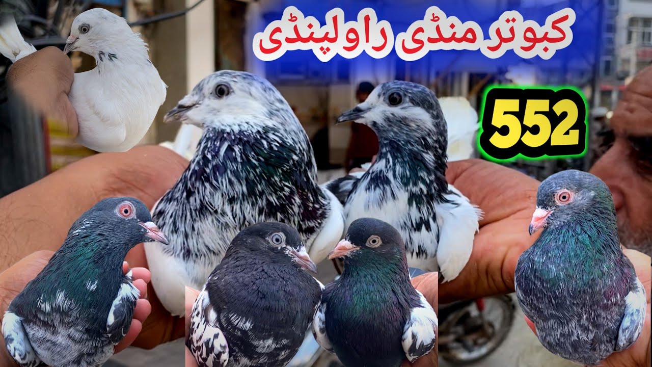 552 | Kabootar Mandi Rawalpindi | Today 19/9/2025 | Latest Update High Flyer Pigeon Market Price 