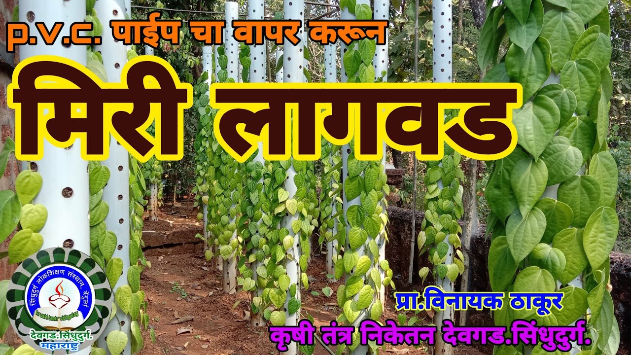 काळी मिरी लागवड/Black Pepper Farming, Planting in konkan