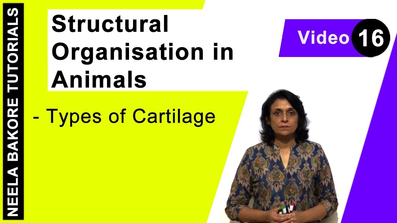 Structural Organisation in Animals | NEET | Types of Cartilage | Neela Bakore Tutorials