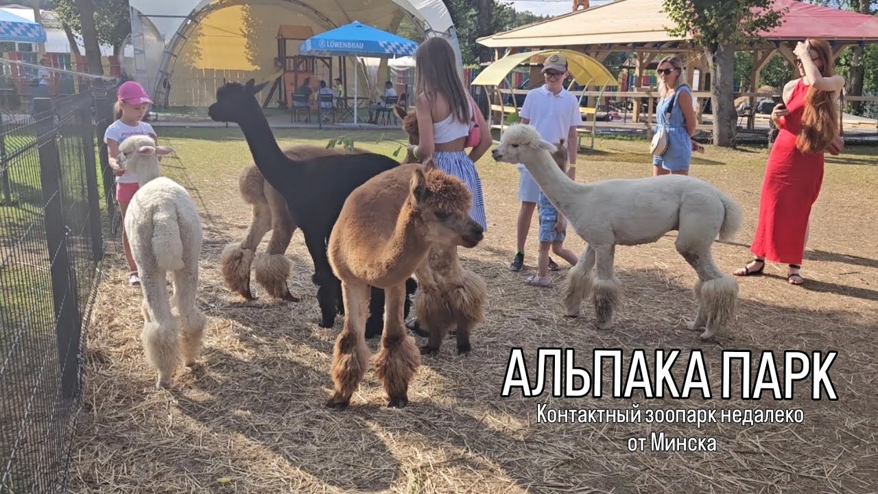 АЛЬПАКА ПАРК. Контактный зоопарк недалеко от Минска. 09 августа 2024