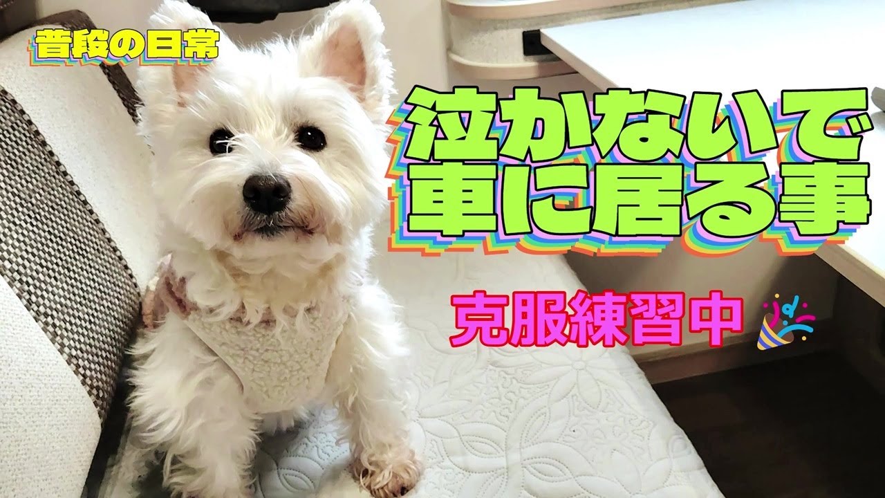 ドライブのトラウマ克服のため試行錯誤を繰り返しながら7か月、やっと安心してドライブ出来るようになりました。暖房故障での車中泊、落ち着いて過ごせた、愛犬ナナの健気な心に、胸が熱くなりました。