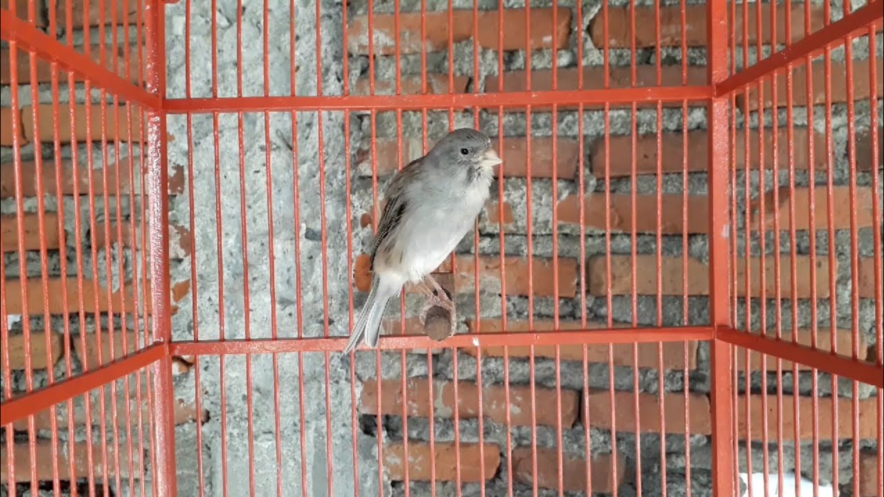 Kicau Burung Kenari Jantan Muda Yang Mulai Pedes Suara Kicauannya