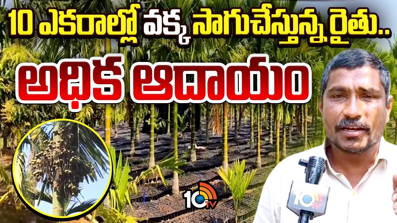 Farmer Earns High Income from Betel Nut Cultivation|10 ఎకరాల్లో వక్క సాగుచేస్తున్న రైతు..అధిక ఆదాయం