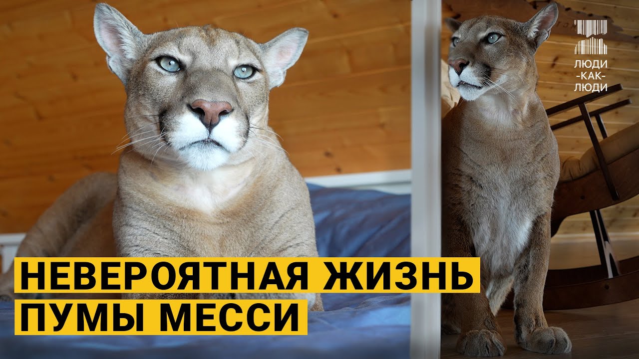 Они приручили дикую пуму. История Месси.