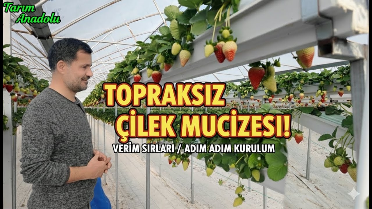 TOPRAKSIZ ÇİLEK YETİŞTİRİCİLİĞİ 2